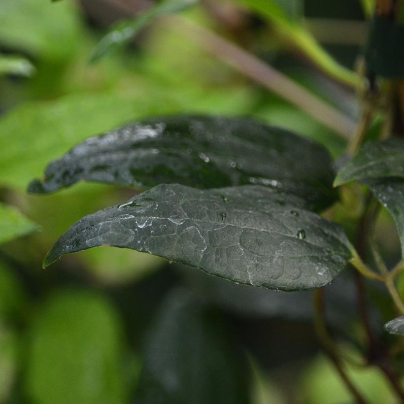 Waldrebe Proteus - Clematis (Foliage)
