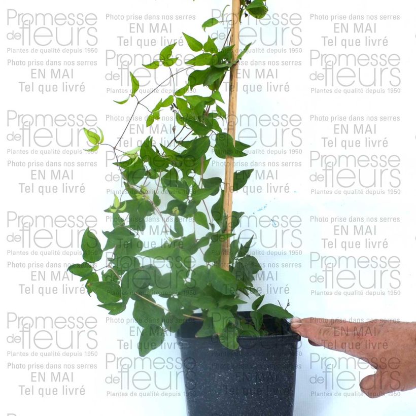 Example of Waldrebe Reflections - Clematis Topf mit 2L/3L as you get
