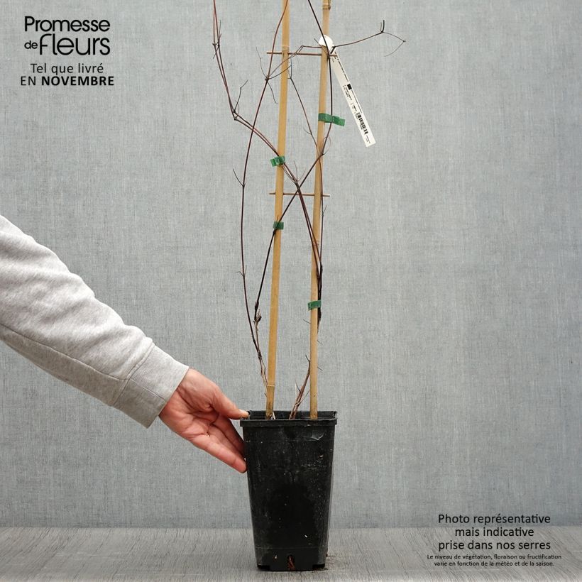 Example of Waldrebe Saphyra Nancy - Clematis Topf mit 2L/3L as you get in automne