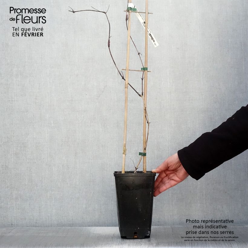 Exemplar von Waldrebe Saphyra Nancy - Clematis Topf mit 2L/3L wie im Winter geliefert