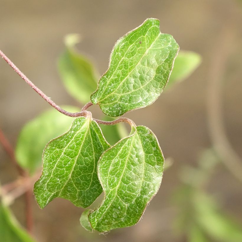Waldrebe Saphyra Nancy - Clematis (Foliage)