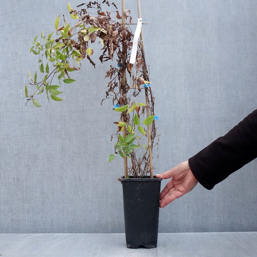 Exemplar von Waldrebe Saphyra Violetta - Clematis Topf mit 2L/3L wie im Herbst geliefert