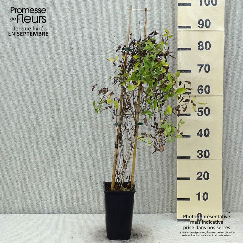 Example of Waldrebe Saphyra Violetta - Clematis Topf mit 2L/3L as you get in ete