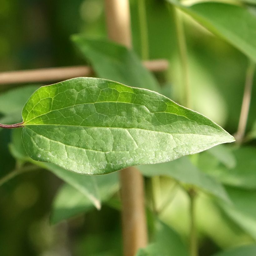 Waldrebe Saphyra Violetta - Clematis (Foliage)
