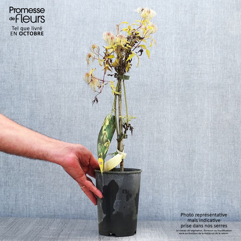 Example of Clematis serratifolia - Waldrebe Topf mit 1,5L/2L as you get in automne