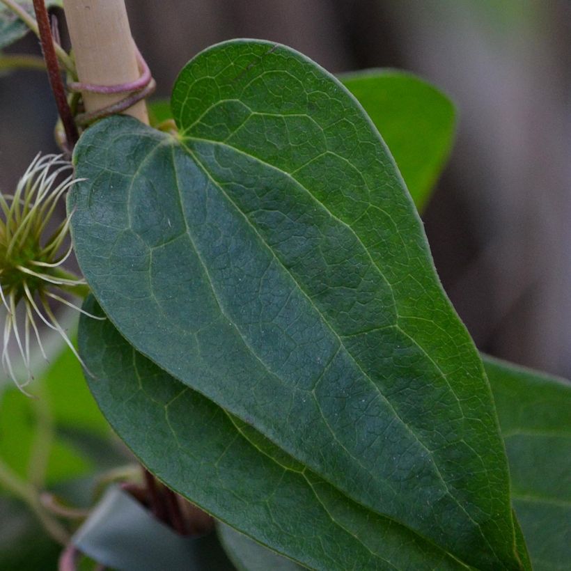 Waldrebe Snow Queen - Clematis (Foliage)