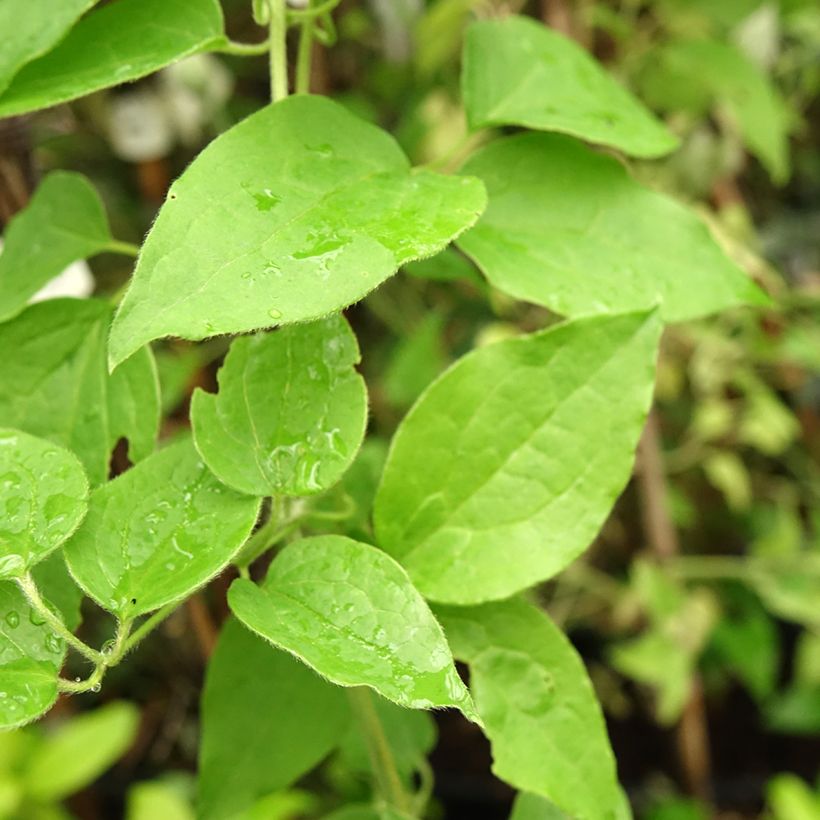 Waldrebe Sparkler - Clematis (Foliage)