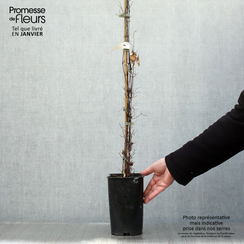 Exemplar von Waldrebe Sparkler - Clematis Topf mit 2L/3L wie im Winter geliefert