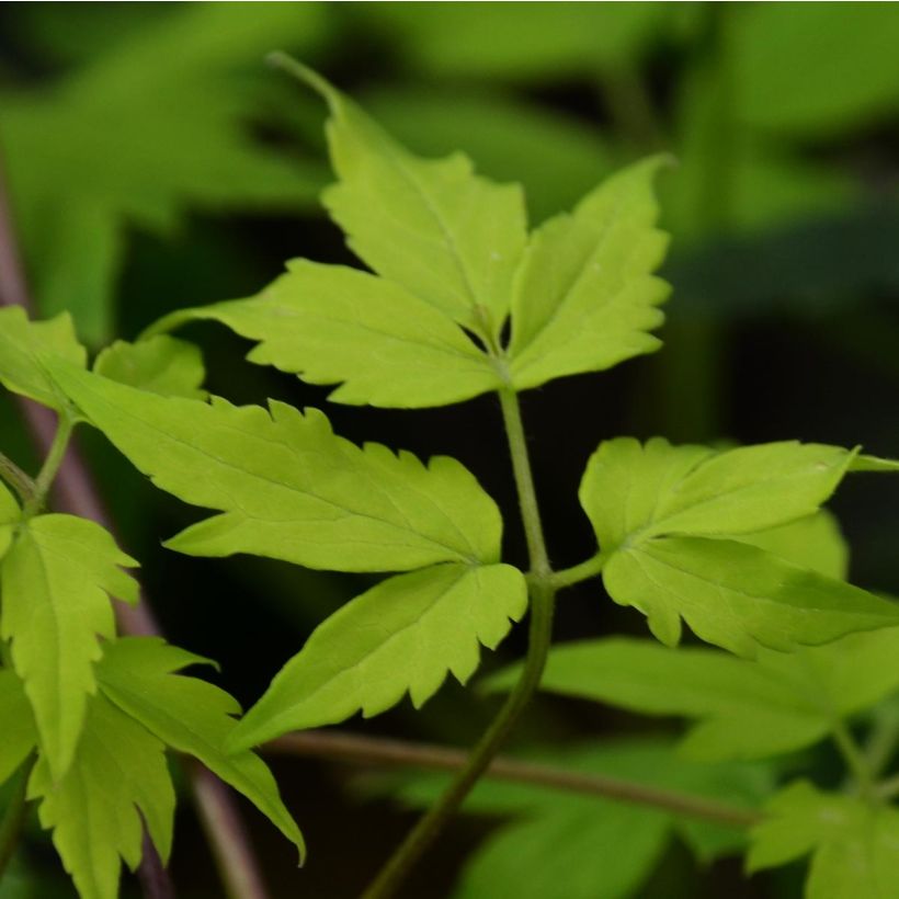 Waldrebe Stolwijk Gold - Clematis (Foliage)