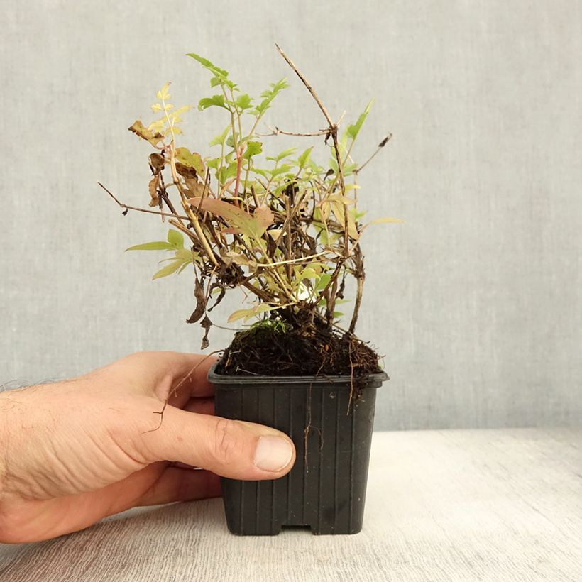 Example of Clematis tibetana subsp. tangutica - Waldrebe Kleine Töpfe von 8/9 cm as you get in automne