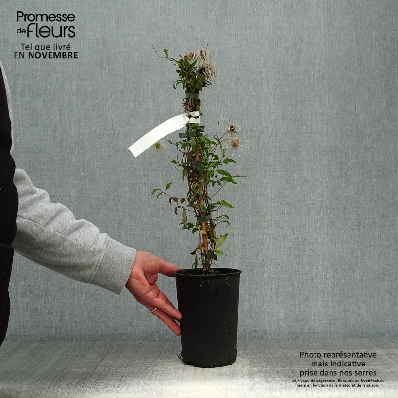 Example of Clematis tibetana subsp. tangutica - Waldrebe Topf mit 1,5L/2L as you get in automne