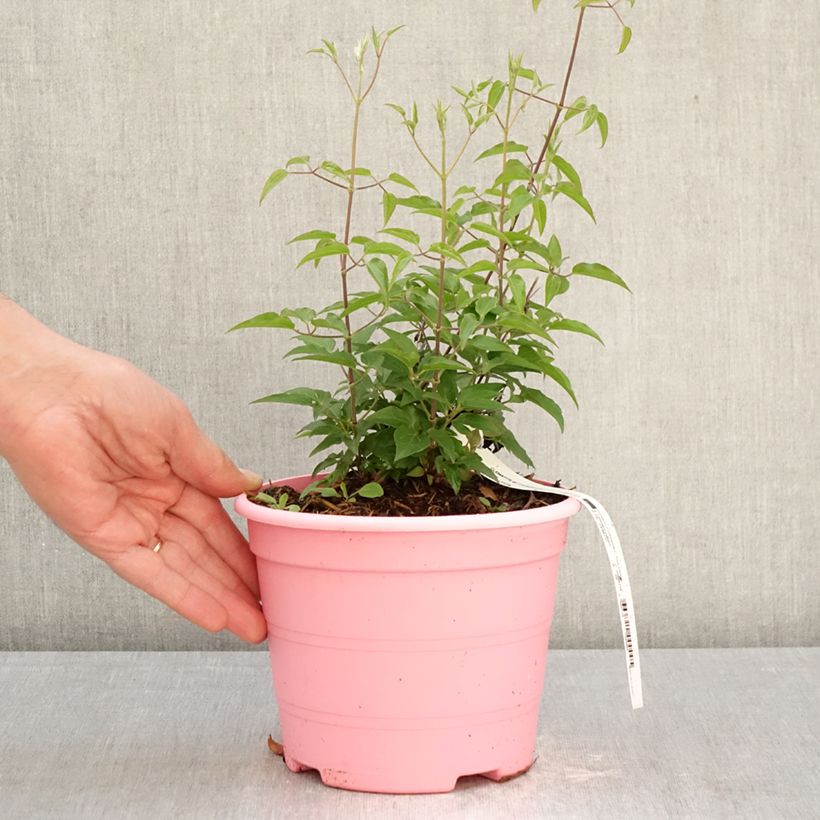 Exemplar von Waldrebe Tranquilite - Clematis Topf mit 2L/3L wie im Frühjahr geliefert