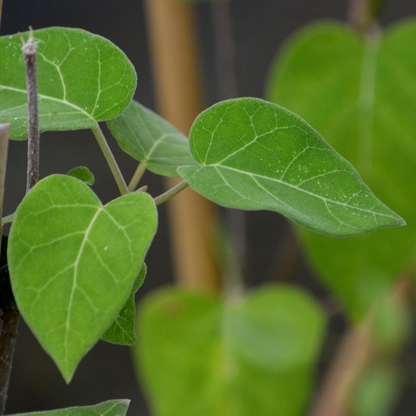 Clematis florida Venosa Violacea - Waldrebe (Foliage)