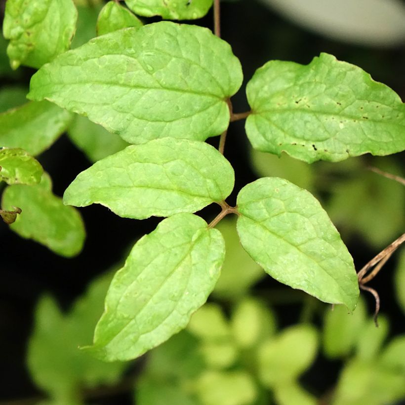 Clematis viticella Dark Eyes - Waldrebe (Foliage)