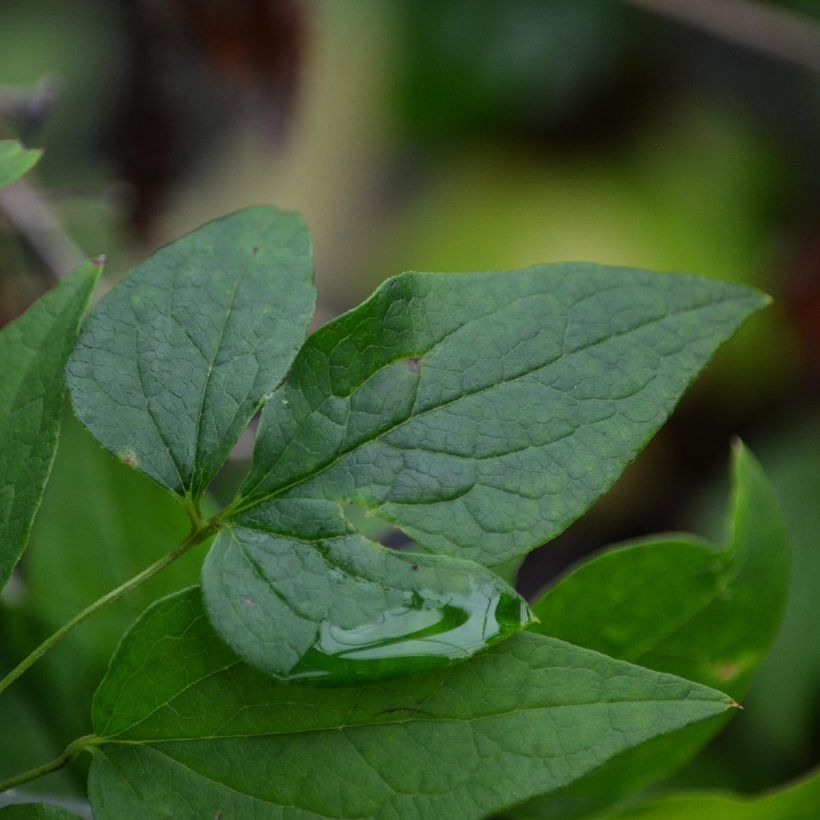 Waldrebe Etoile violette - Clematis (Foliage)