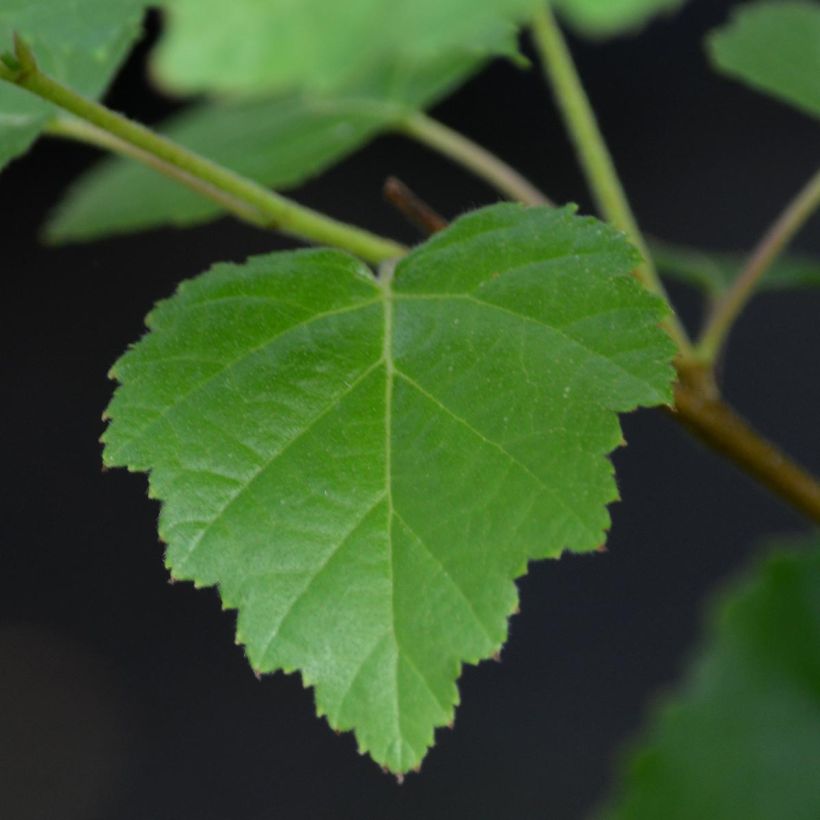 Clematis viticella I am Lady J - Waldrebe (Foliage)
