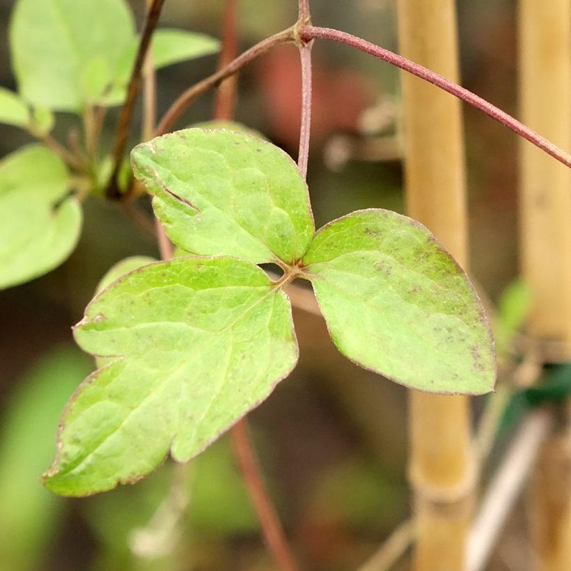 Clematis viticella John Howells - Waldrebe (Foliage)