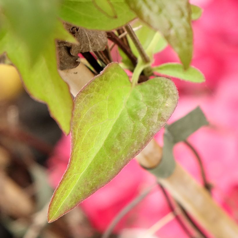 Waldrebe Viva la Vida - Clematis (Foliage)