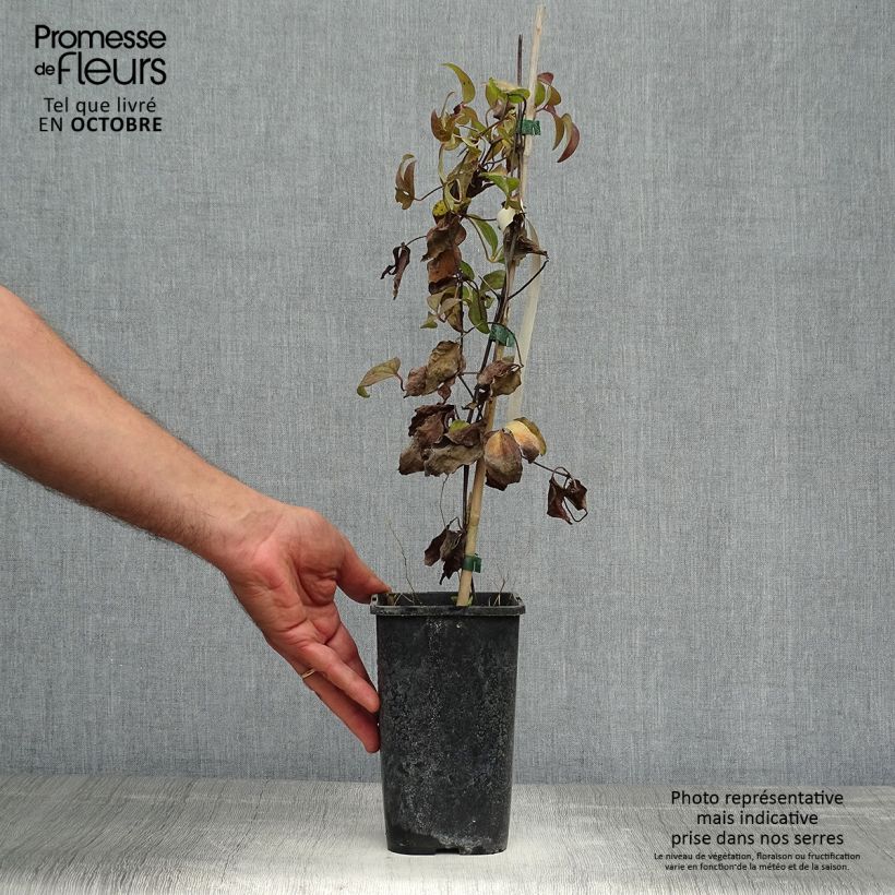 Example of Waldrebe Vostock - Clematis Topf mit 1,5L/2L as you get in automne