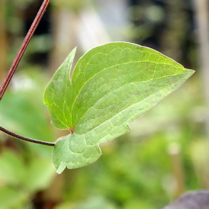 Waldrebe Vostock - Clematis (Foliage)