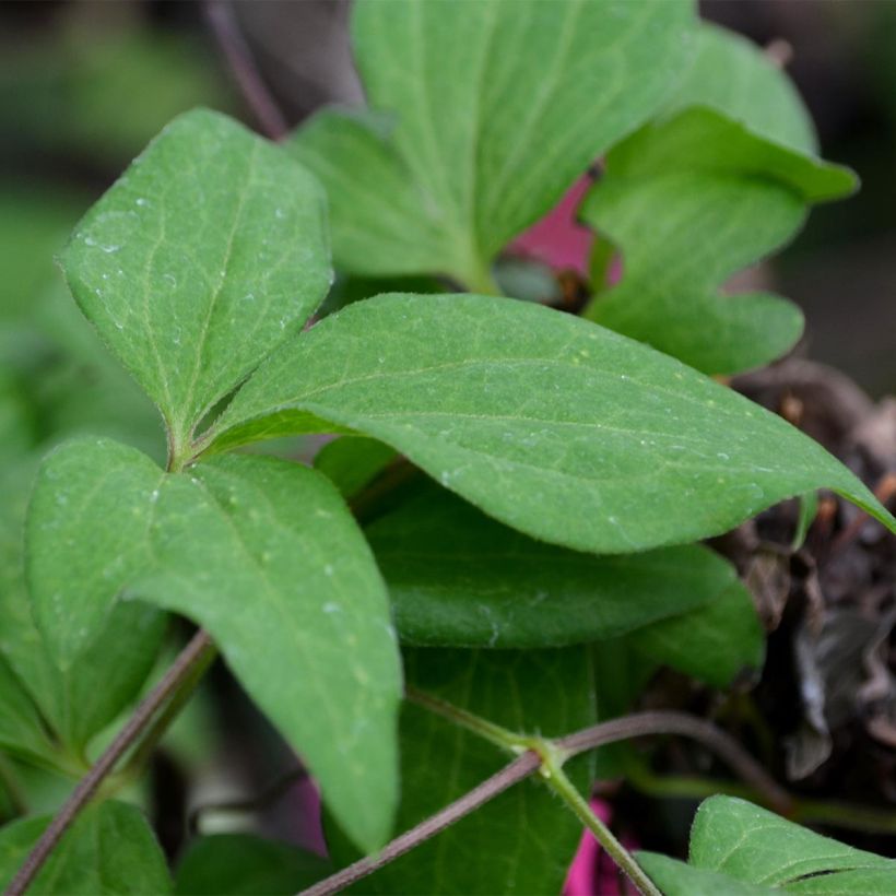Waldrebe Westerplatte - Clematis (Foliage)