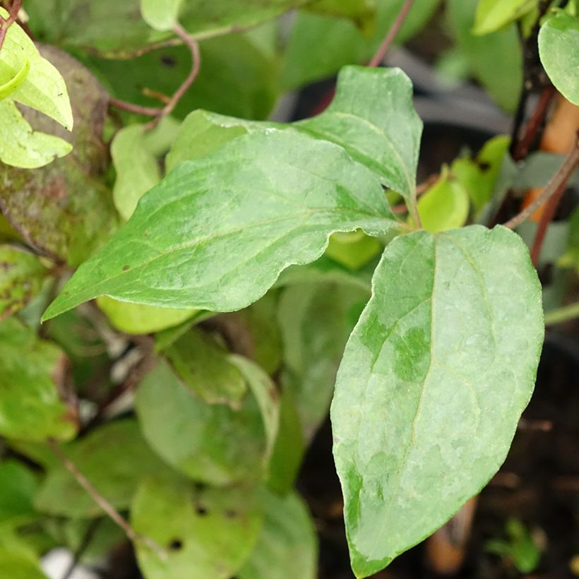 Waldrebe Xerxes - Clematis (Foliage)