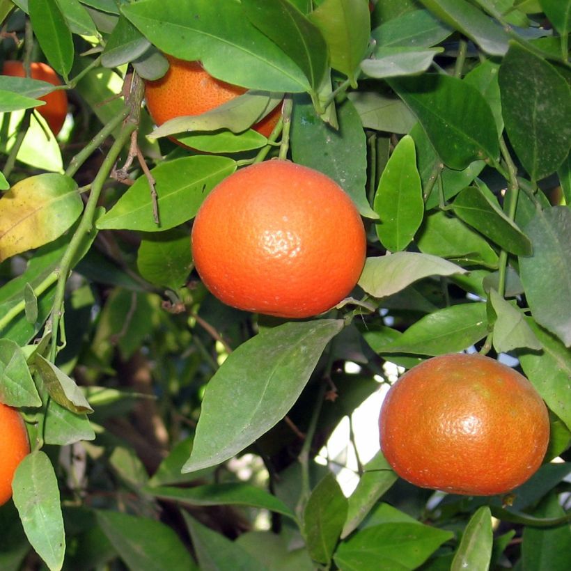 Clementinenbaum Clémentine - Citrus x clementina (Harvest)