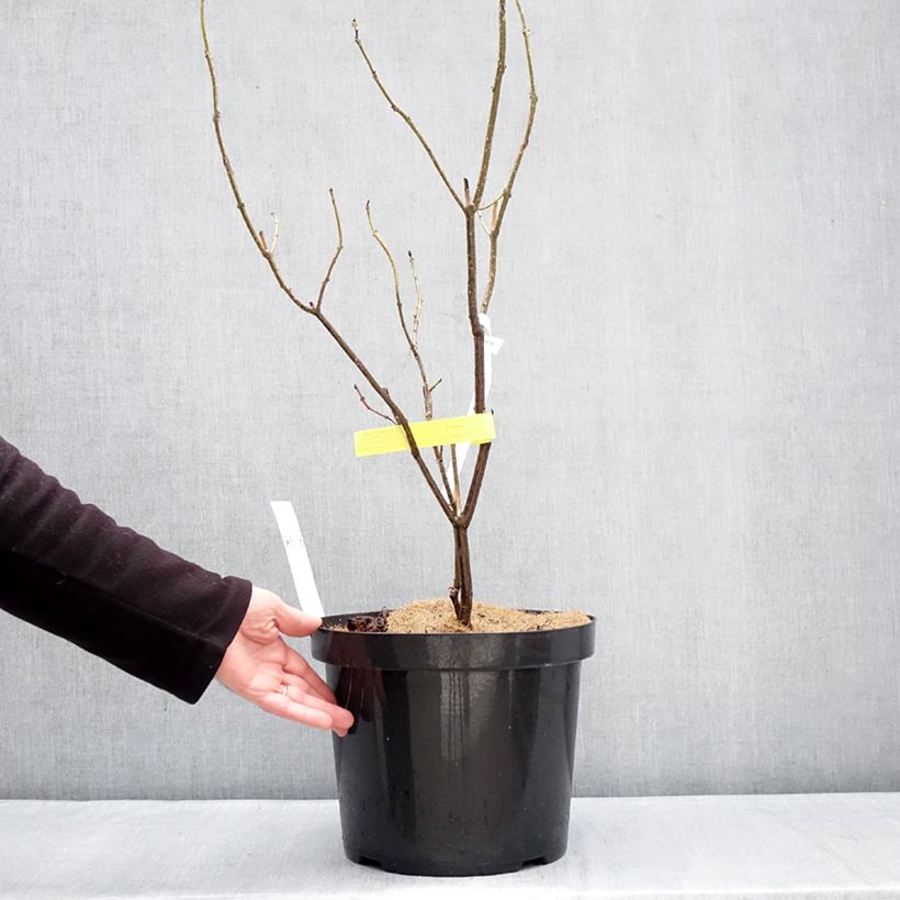 Exemplar von China Losbaum - Clerodendrum bungei Topf mit 7,5L/10L wie im Winter geliefert