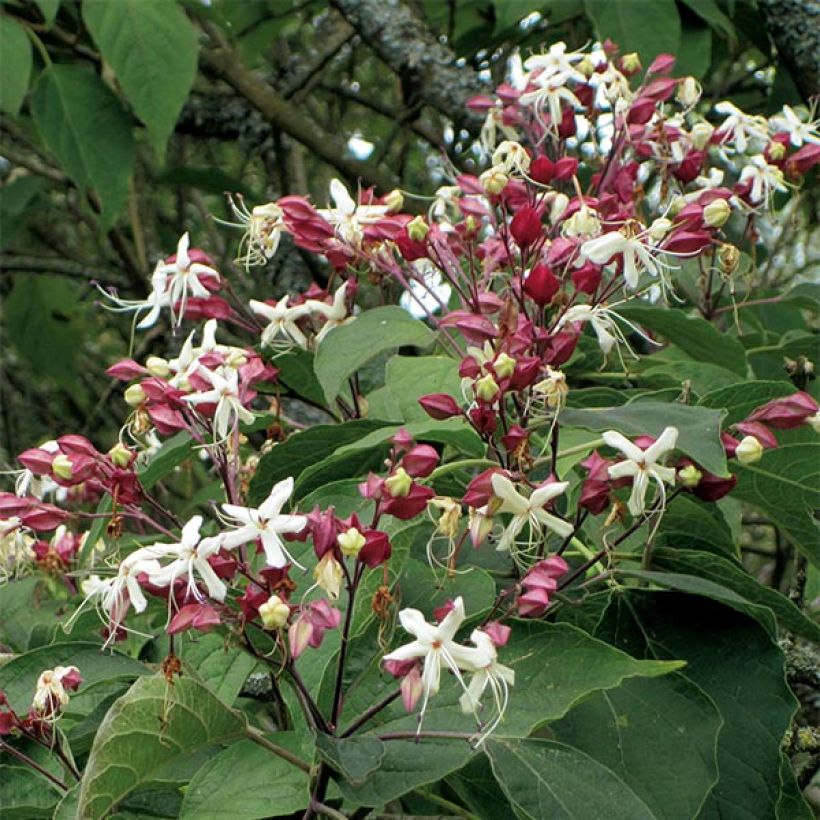 Japanischer Losbaum - Clerodendrum trichotomum (Flowering)