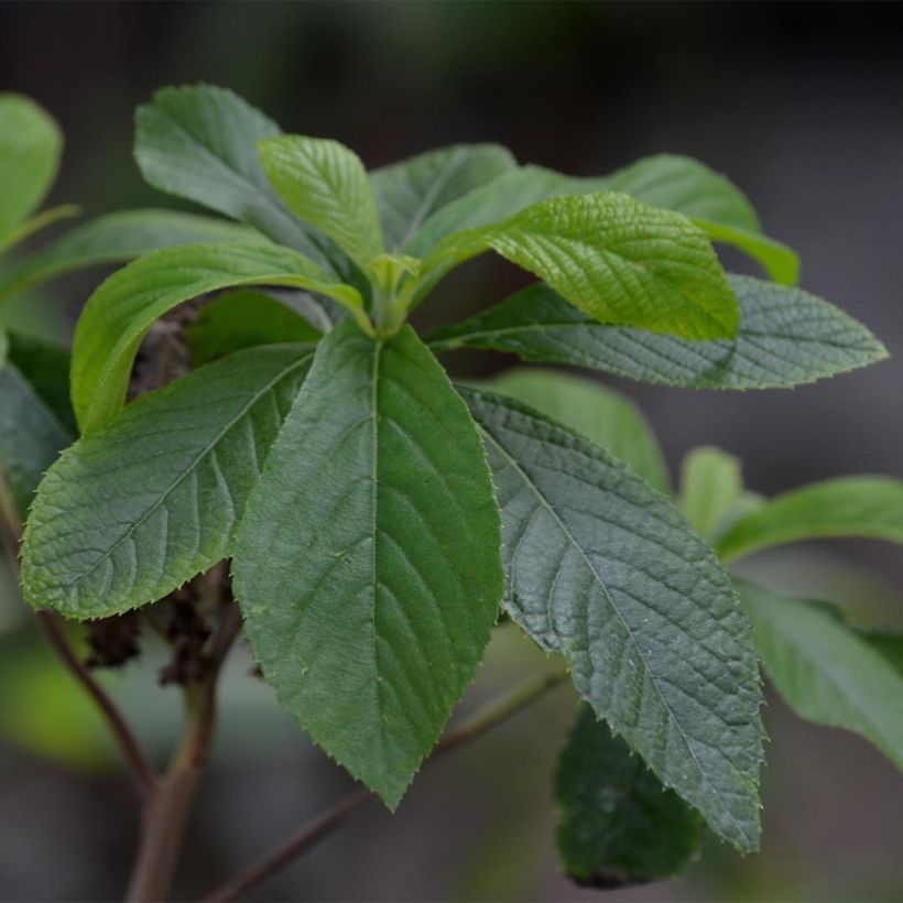 Clethra alnifolia - Scheineller (Foliage)