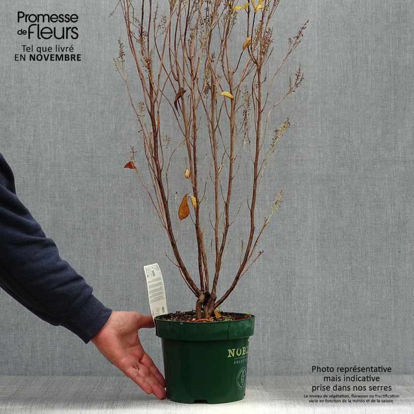 Example of Clethra alnifolia Anne Bidwell - Scheineller Topf mit 2L/3L as you get in automne