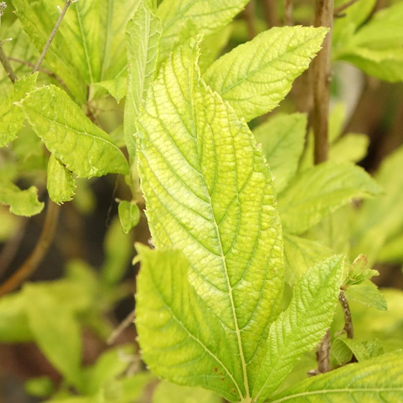 Clethra alnifolia Anne Bidwell - Scheineller (Foliage)