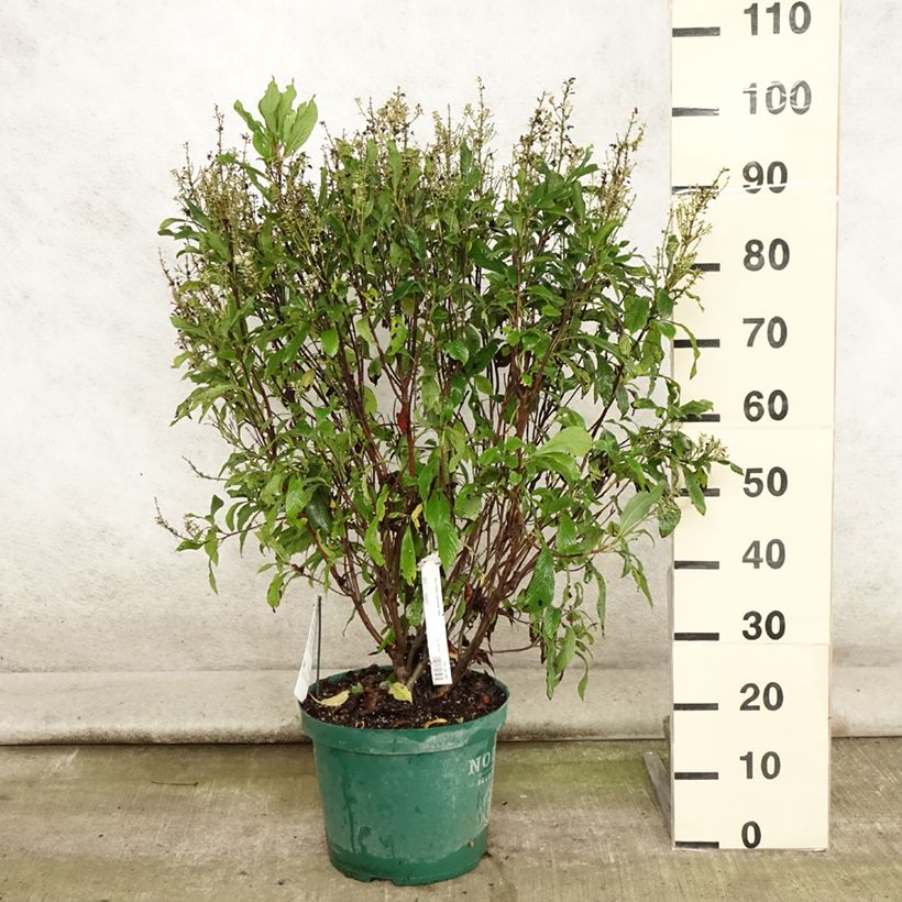 Example of Clethra alnifolia Anne Bidwell - Scheineller Topf mit 7,5L/10L as you get in ete
