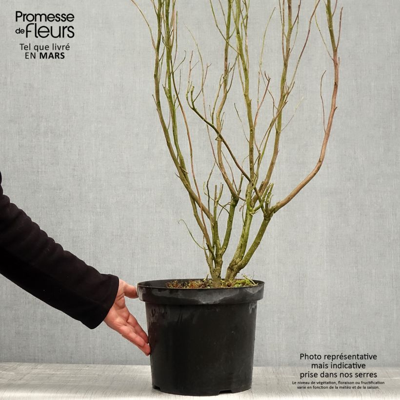 Exemplar von Clethra alnifolia Anne Bidwell - Scheineller Topf mit 7,5L/10L wie im Frühjahr geliefert