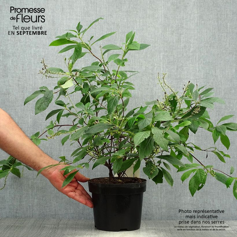 Example of Clethra alnifolia Hummingbird - Scheineller Topf mit 3L/4L as you get in automne