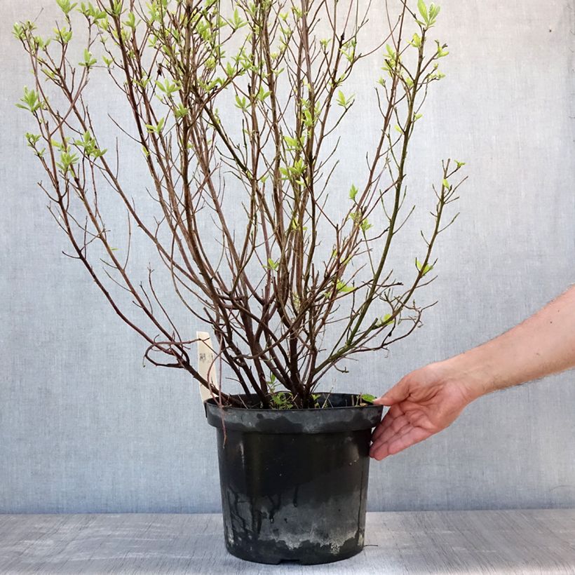 Exemplar von Clethra alnifolia Hummingbird - Scheineller Topf mit 7,5L/10L wie im Sommer geliefert