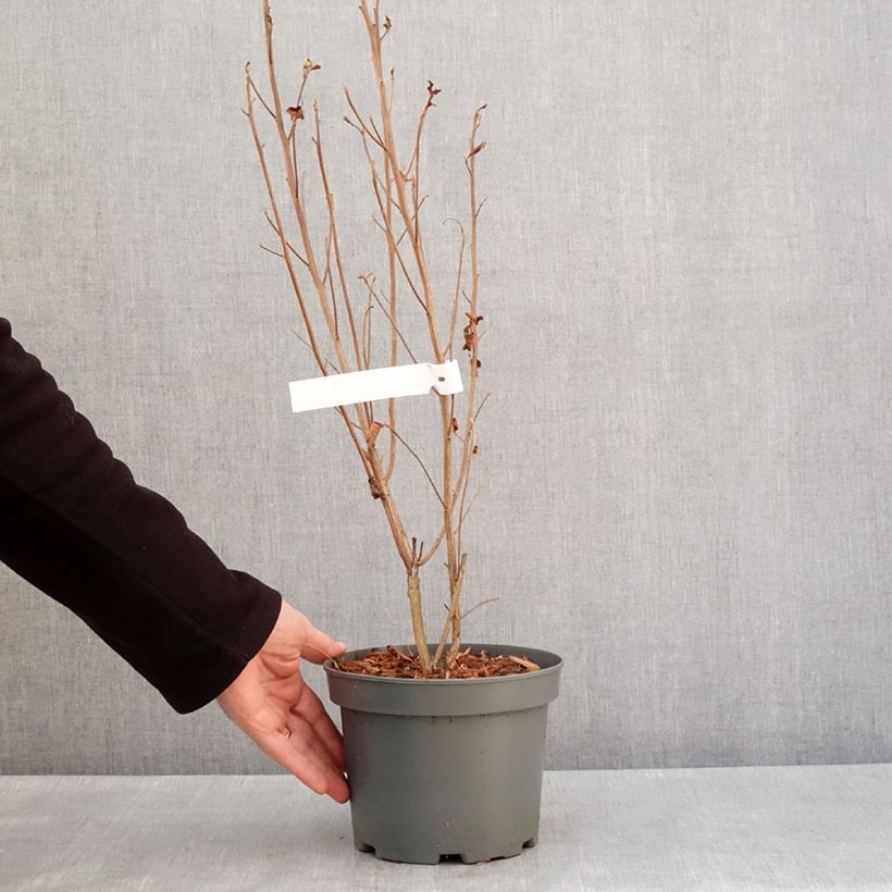 Example of Clethra alnifolia Pink Spire - Scheineller Topf mit 3L/4L as you get in hiver