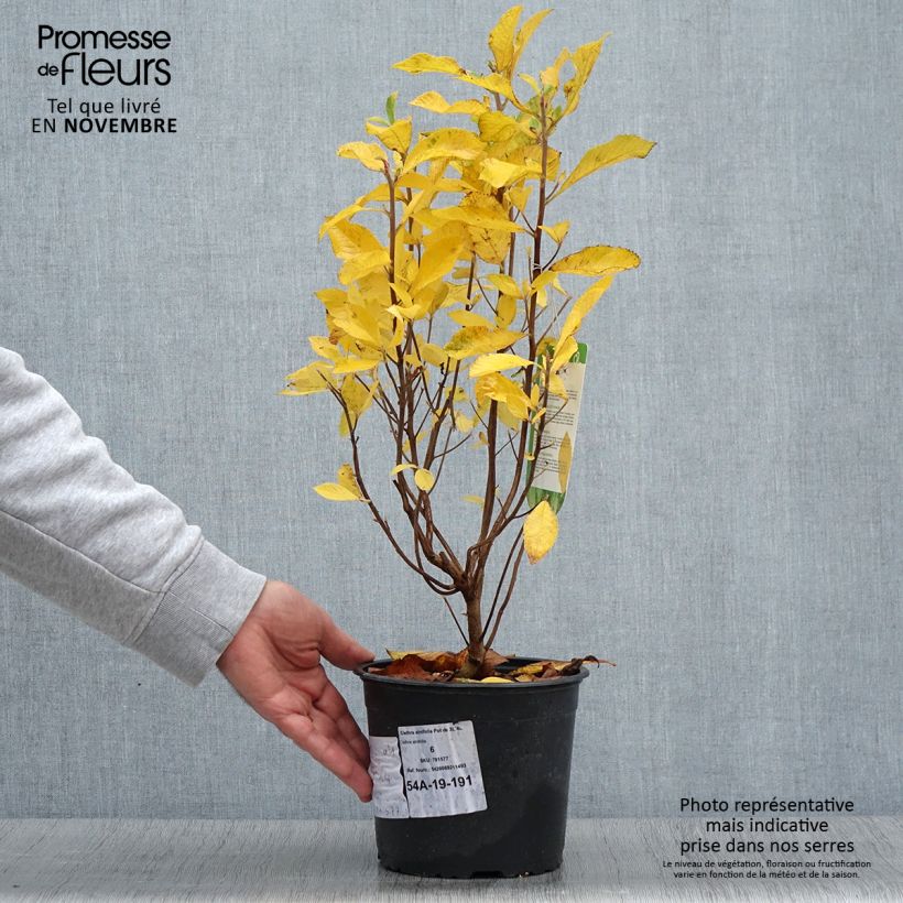 Example of Clethra alnifolia - Scheineller Topf mit 3L/4L as you get in automne