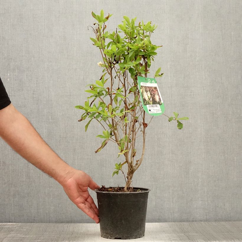 Exemplar von Clethra alnifolia - Scheineller Topf mit 3L/4L wie im Sommer geliefert