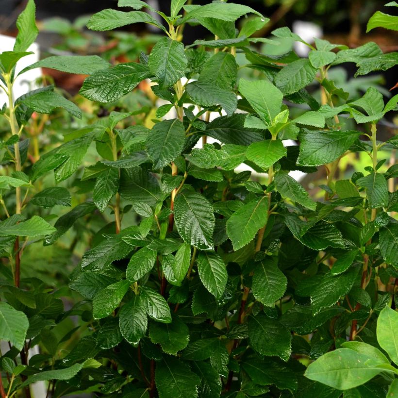 Clethra alnifolia Ruby Spice - Scheineller (Plant habit)