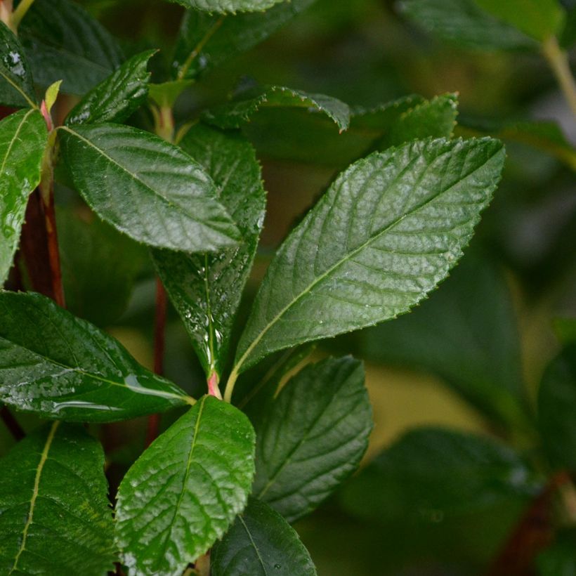 Clethra alnifolia Ruby Spice - Scheineller (Foliage)