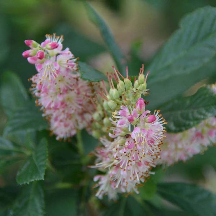 Clethra alnifolia Ruby Spice - Scheineller (Flowering)