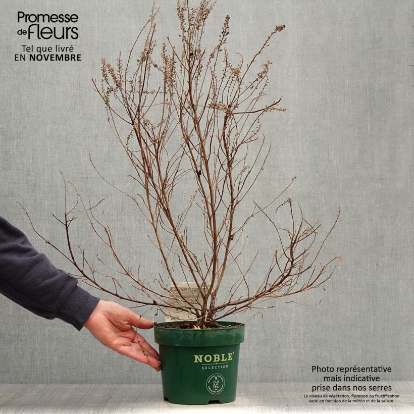Example of Clethra alnifolia Sixteen Candles - Scheineller Topf mit 2L/3L as you get in automne