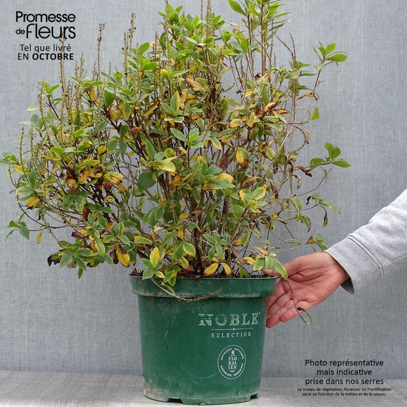 Example of Clethra alnifolia Sixteen Candles - Scheineller Topf mit 7,5L/10L as you get in automne
