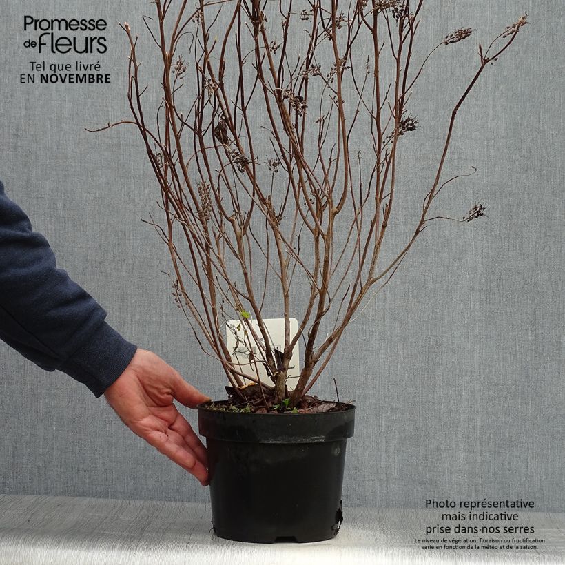 Example of Clethra alnifolia Vanilla Spice - Scheineller Topf mit 2L/3L as you get in automne
