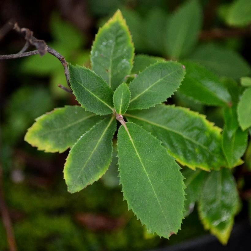 Clethra barbinervis - Scheineller (Foliage)