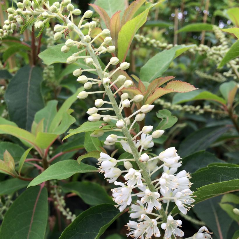 Clethra barbinervis Great Star Minbarb - Scheineller (Flowering)
