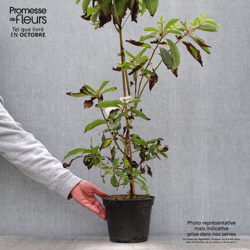 Example of Clethra barbinervis Great Star Minbarb - Scheineller Topf mit 4L/5L as you get in automne