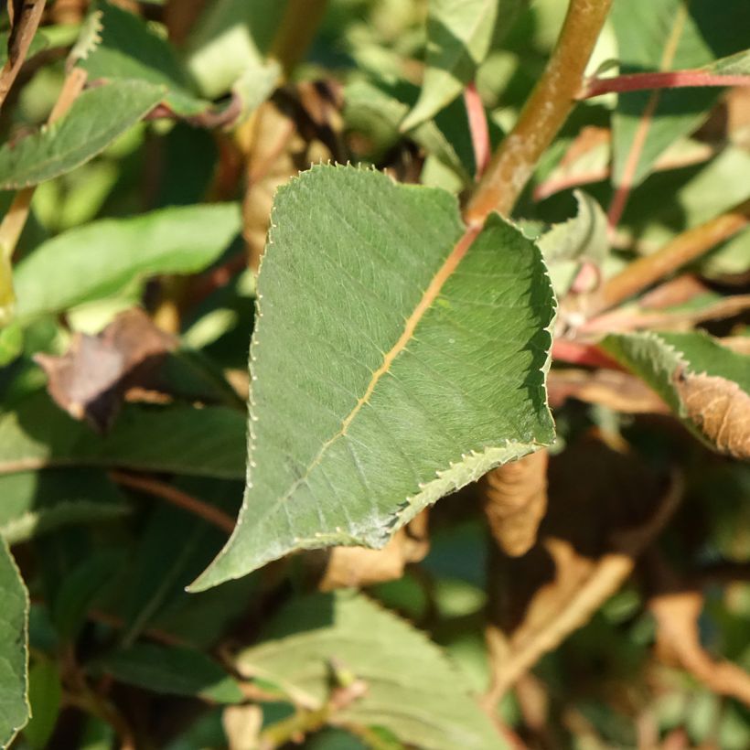 Clethra barbinervis Great Star Minbarb - Scheineller (Foliage)