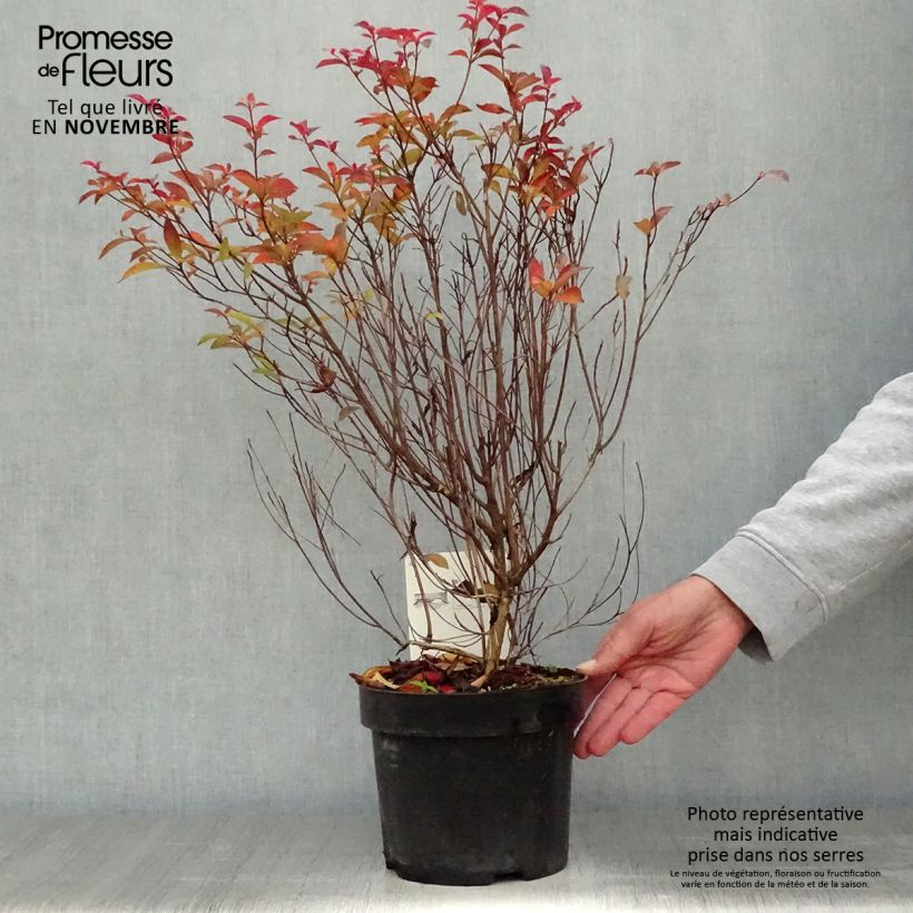 Example of Clethra barbinervis - Scheineller Topf mit 3L/4L as you get in automne